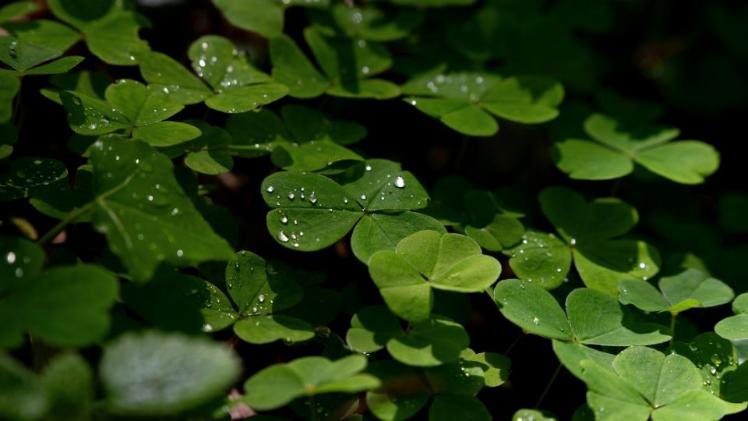 Shamrocks