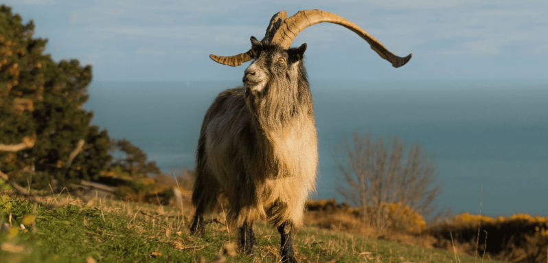 An Old Irish Goat pictured on a mountain