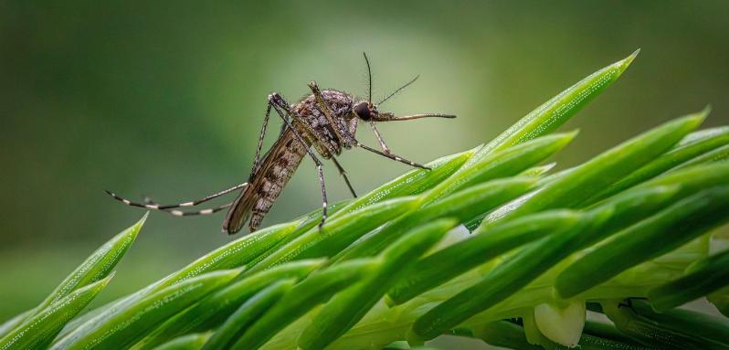 mosquito on a leaf