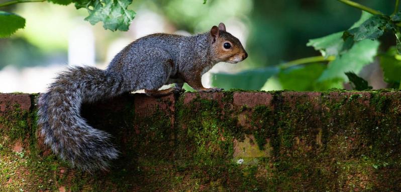 a grey squirrel on a log